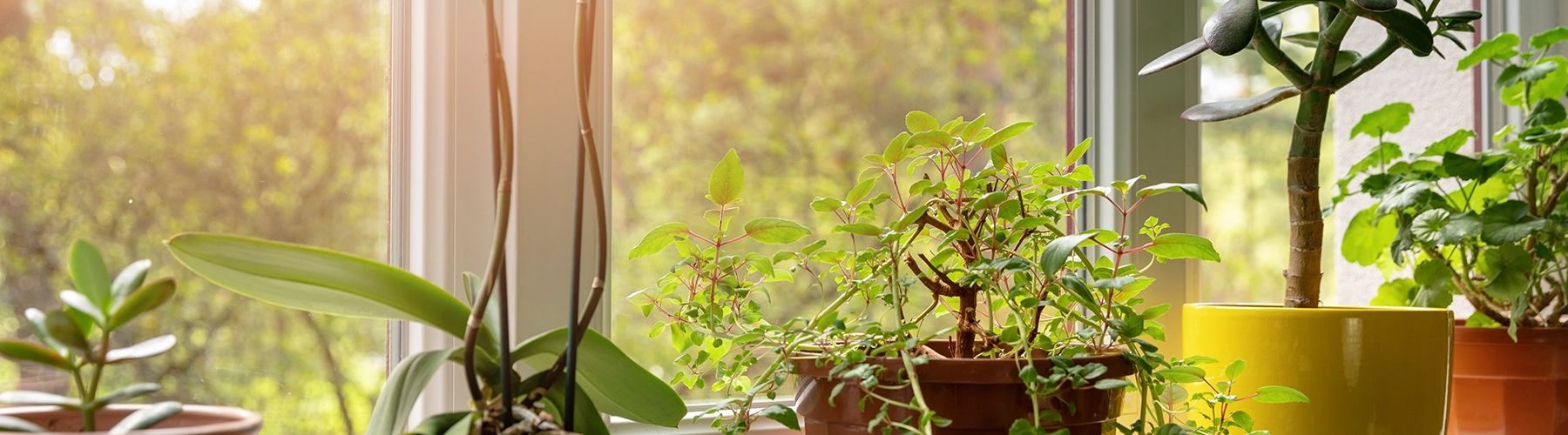 Houseplants in window